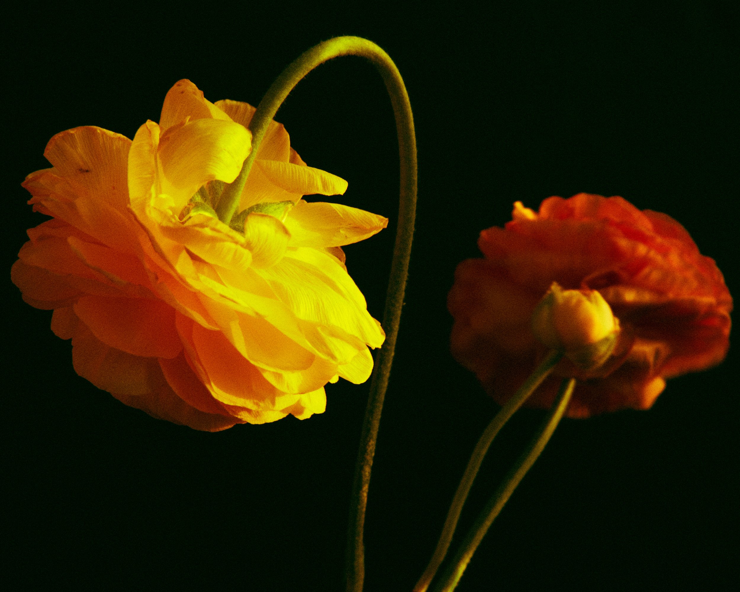 Flowers_45330.JPG