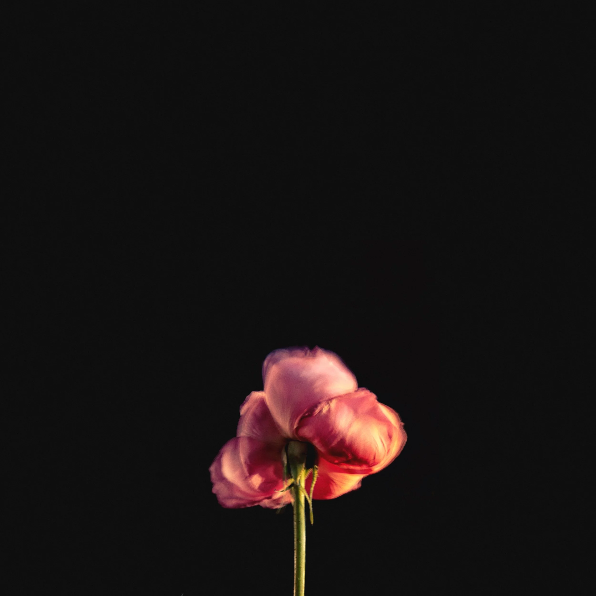 Flowers_47268.JPG