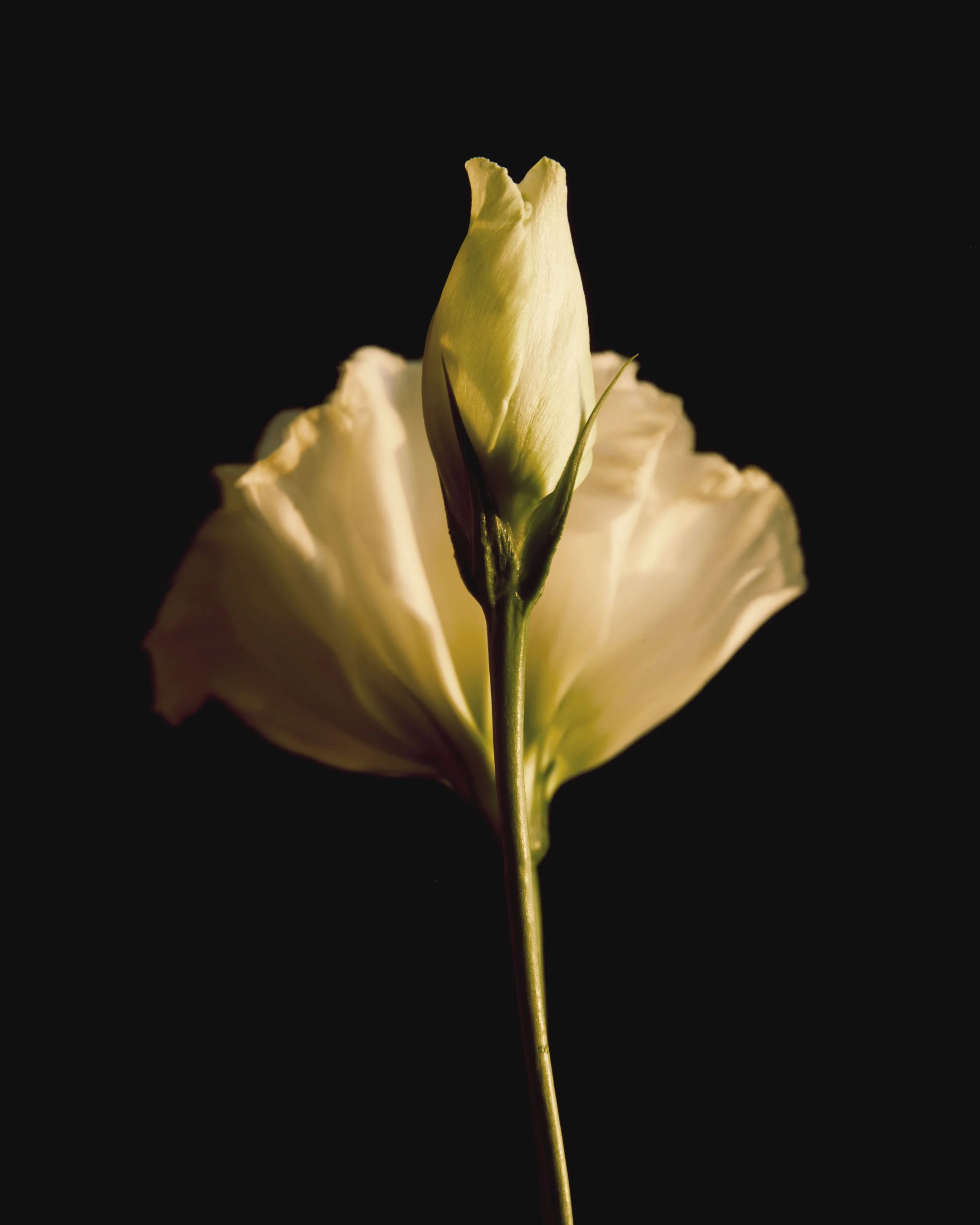 Flowers_45688.jpg