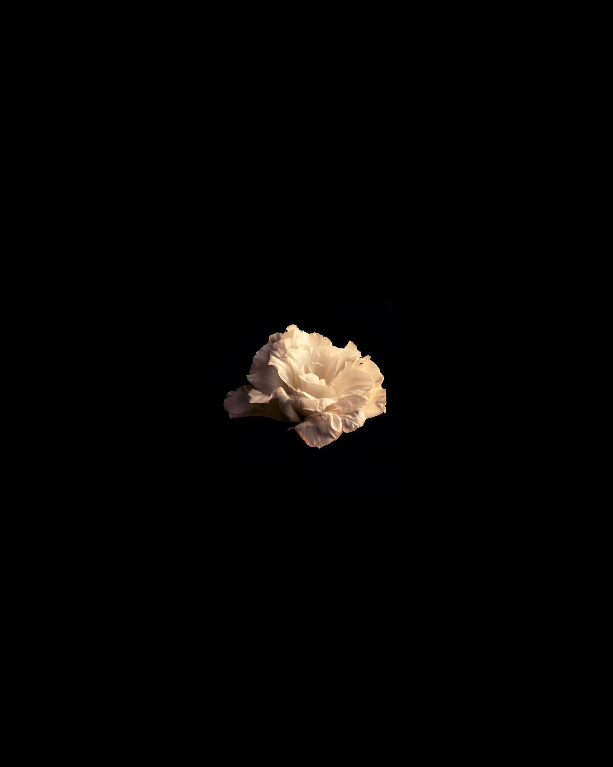 Flowers_45704.jpg