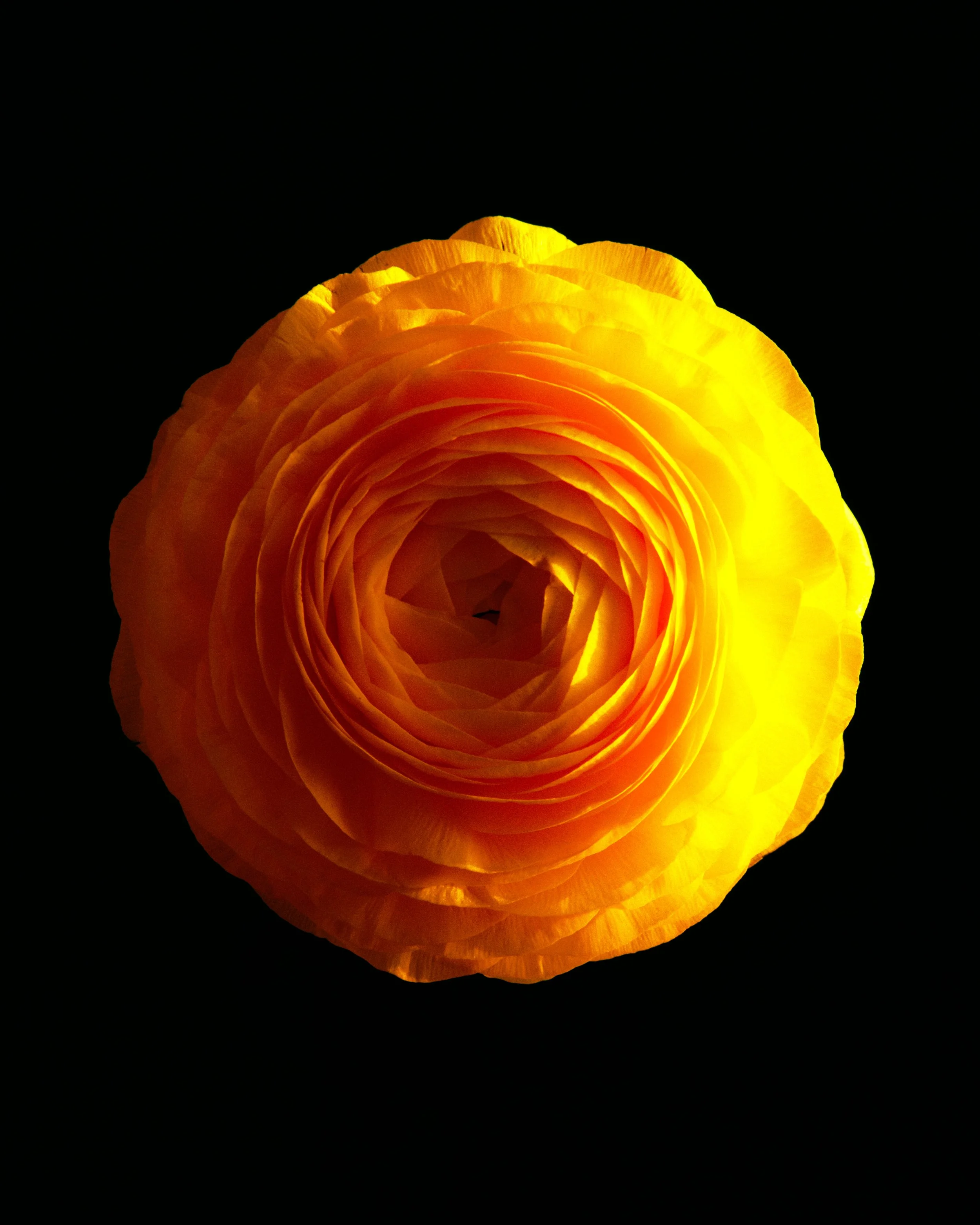 Flowers_45042.jpg