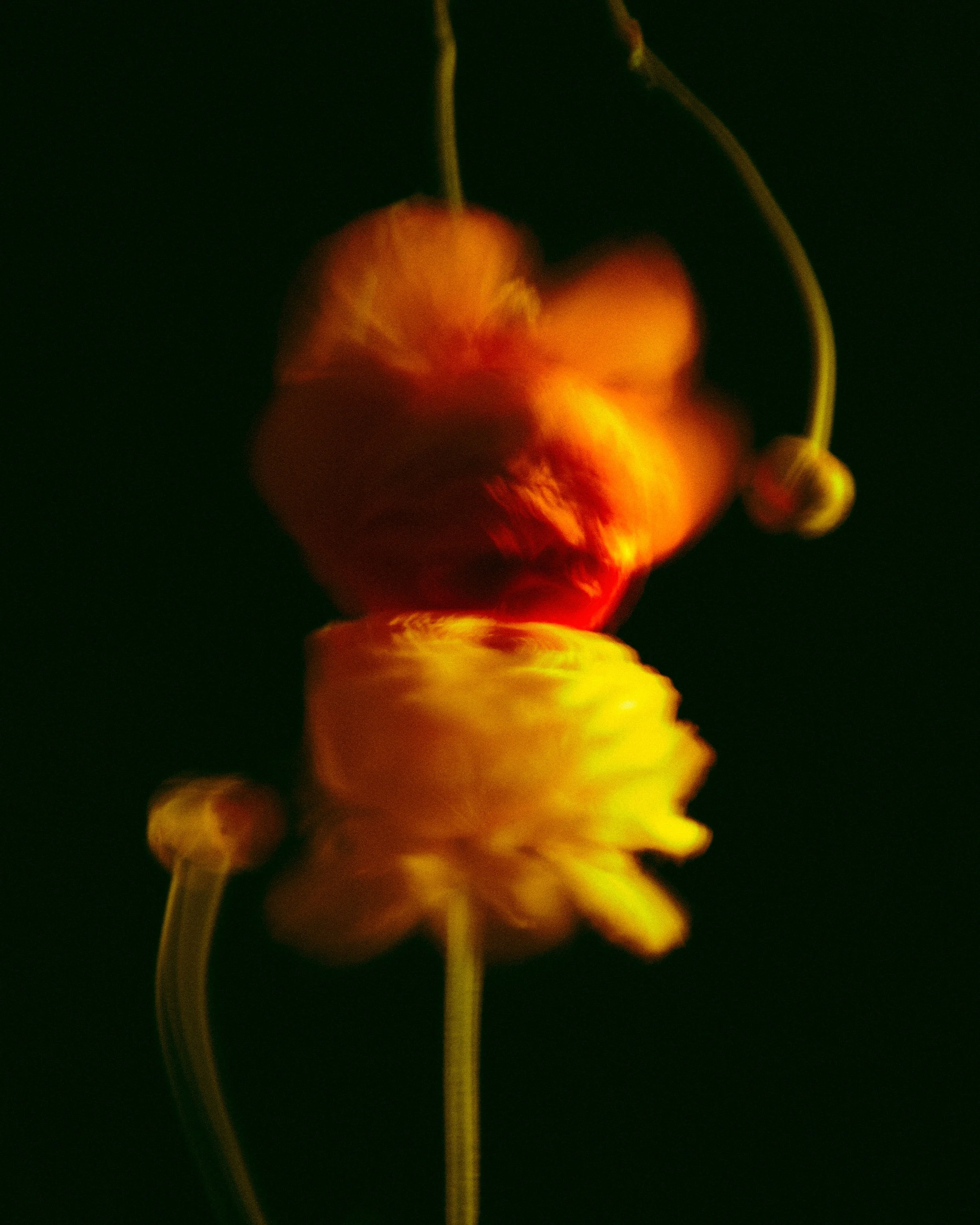 Flowers_44949.jpg