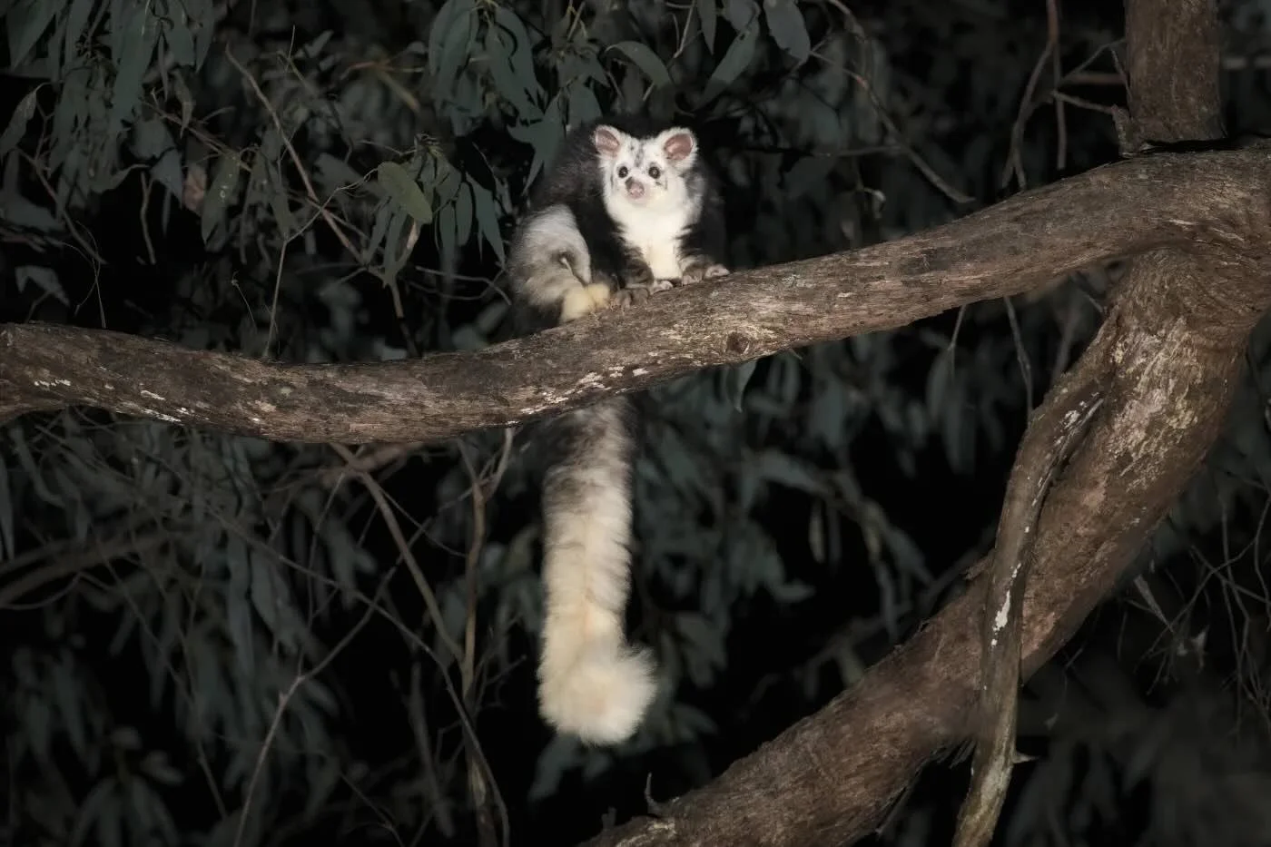 Greater glider Australia in tree