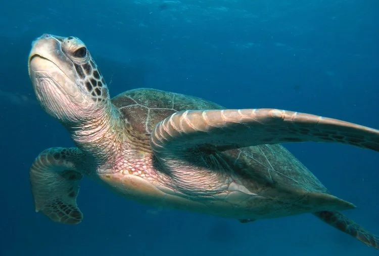 Green Sea Turtle at the Great Barrier Reef