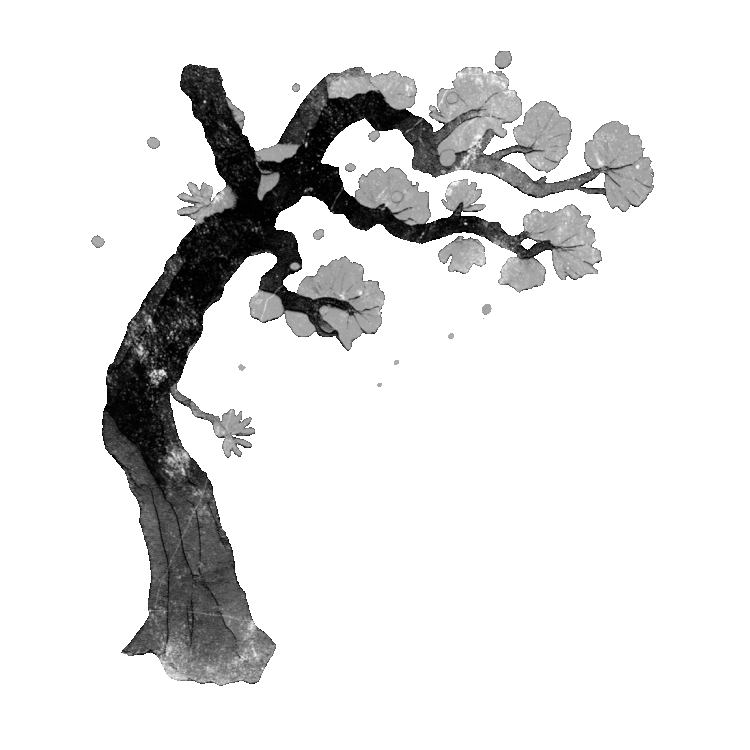 A cherry blossom tree