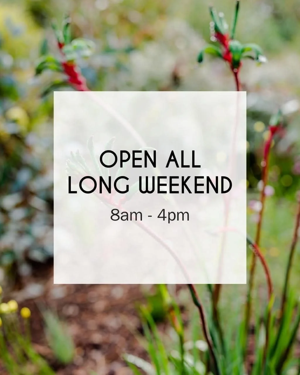 Spend your Easter Long Weekend with us at Zamia Caf&eacute; 🌿
Great coffee, fresh food, and a beautiful setting.
Open every day from 8 AM &ndash; 4 PM.
Bookings accepted &amp; walk-ins always welcome 💛