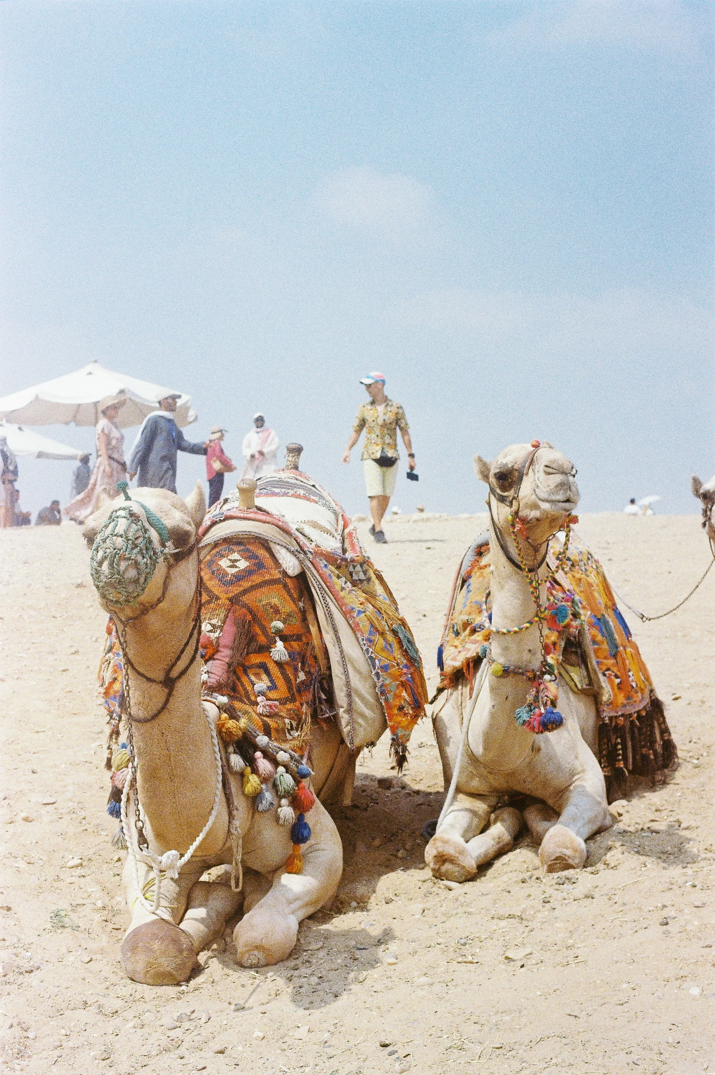 Camels-2.jpg
