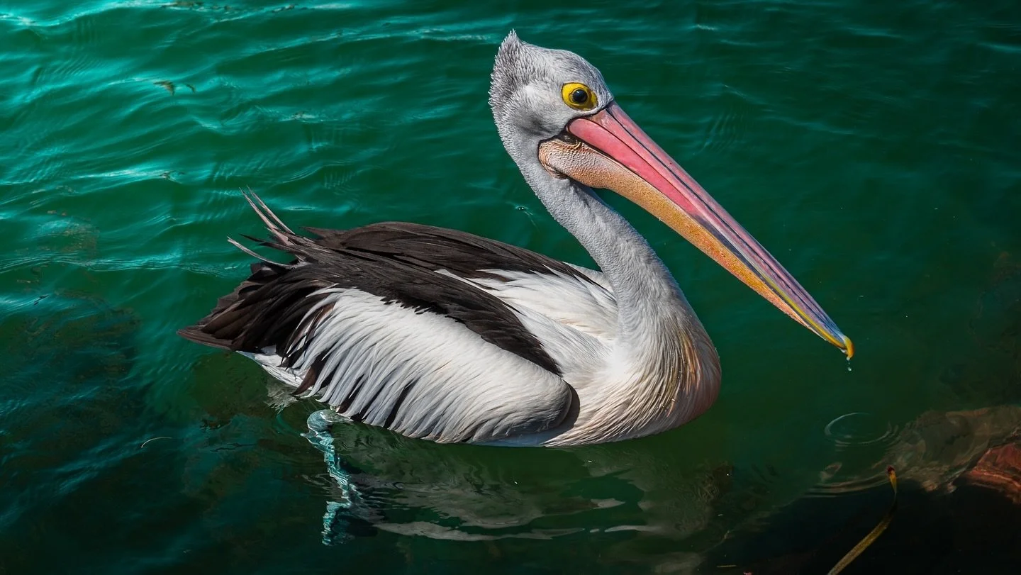 A little bit of #nelsonbay NSW.
.
.
.
.
.
#pelican #marina #scenicview #landscapephotography #sonyalpha #summervibes
