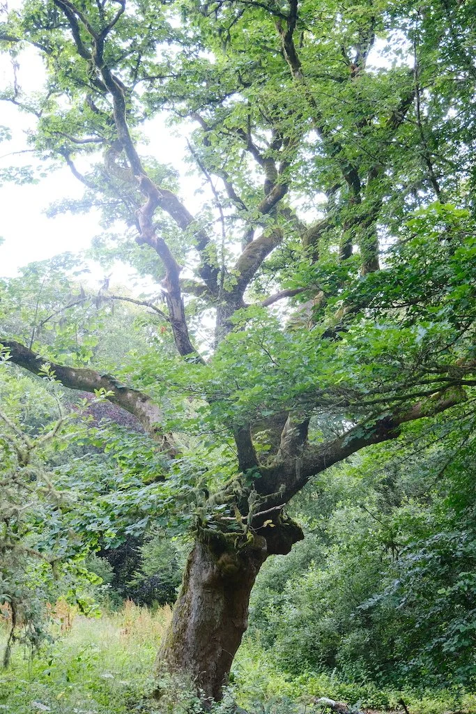tree within sidwood kielder forest