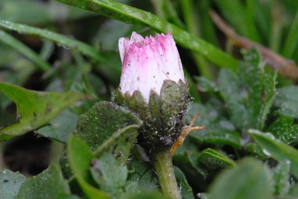 DSCF3271.JPG