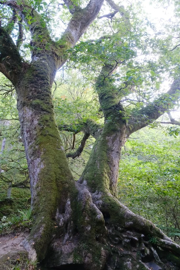 large tree with exposed roots with light streaming through leaf canopy
