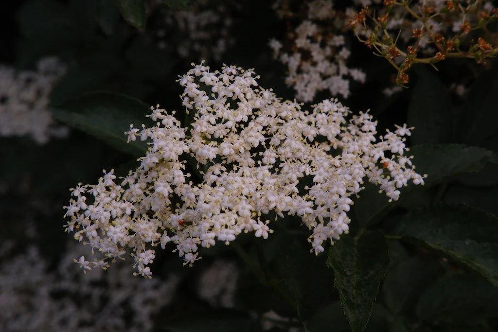 DSCF3911.JPG