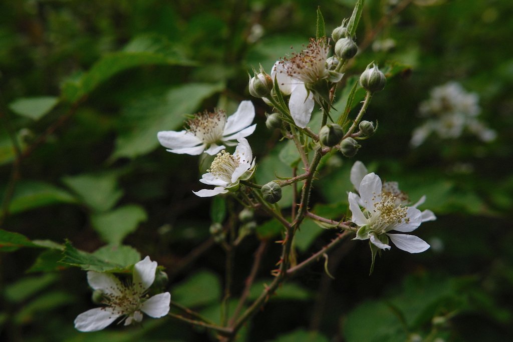 DSCF4086.JPG