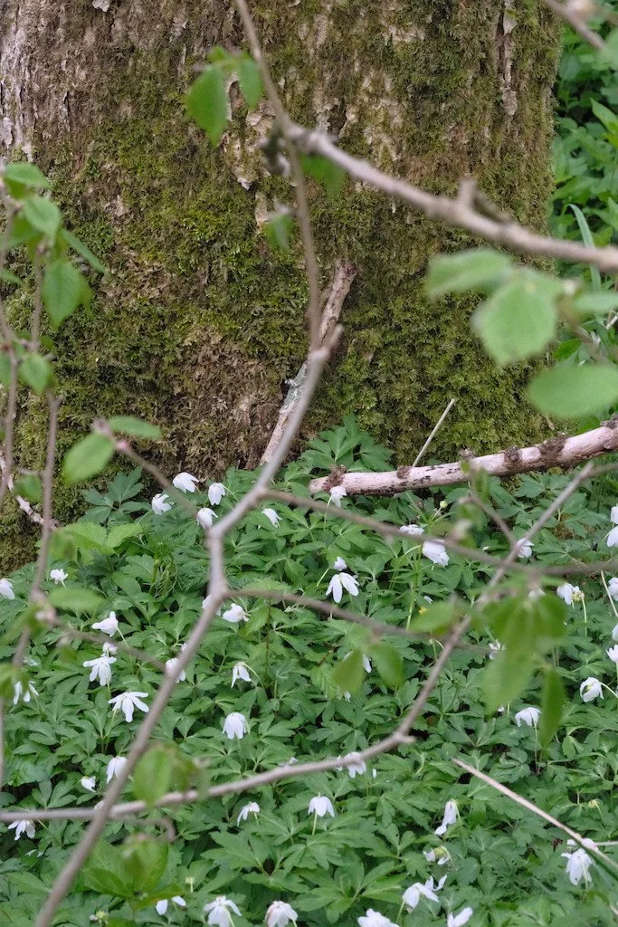 DSCF3290.JPG