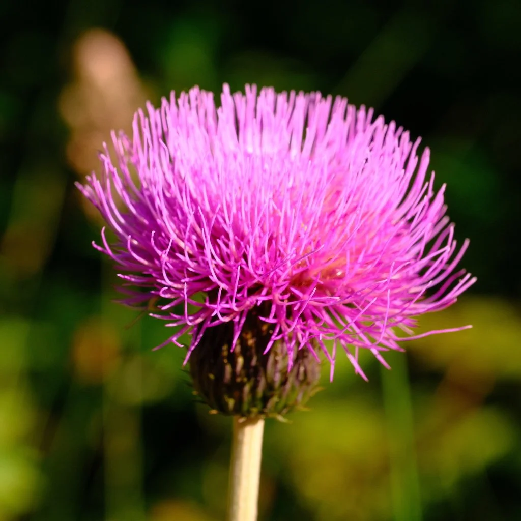DSCF3838.JPG