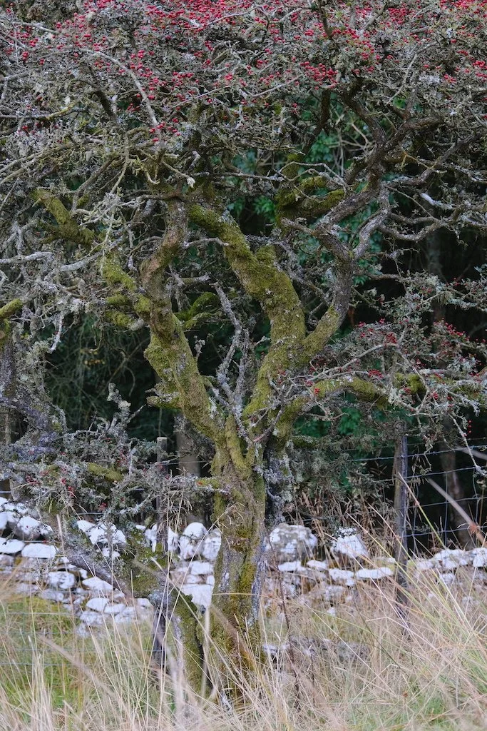 old small hawthorn tree with berries and no leaves in autumn
