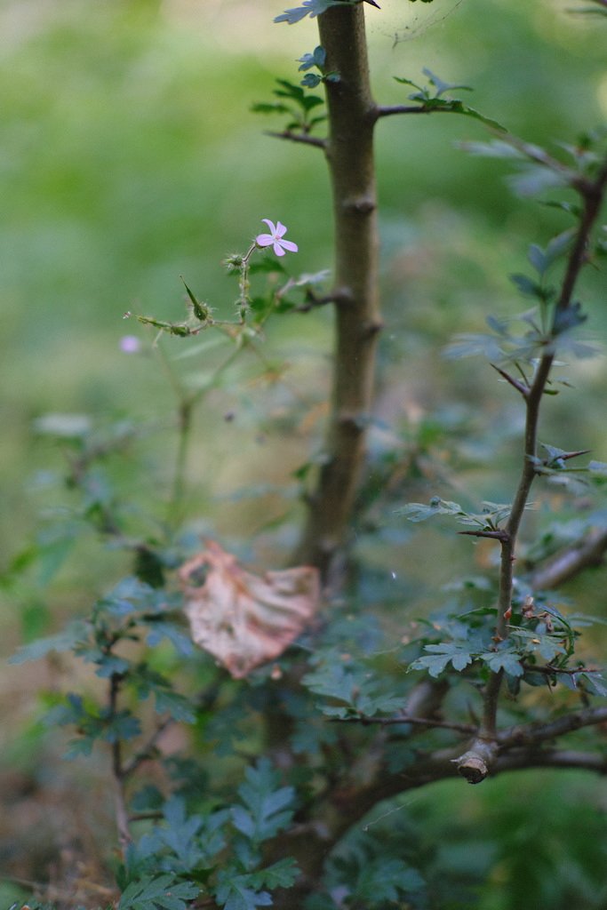 DSCF4095.JPG