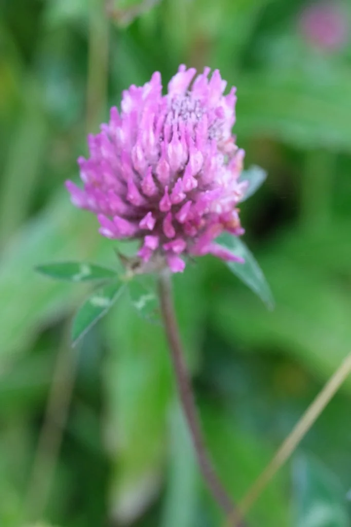 DSCF0009.JPG