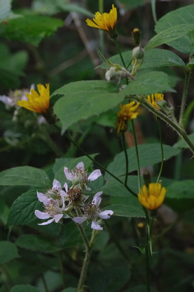 DSCF3979.JPG