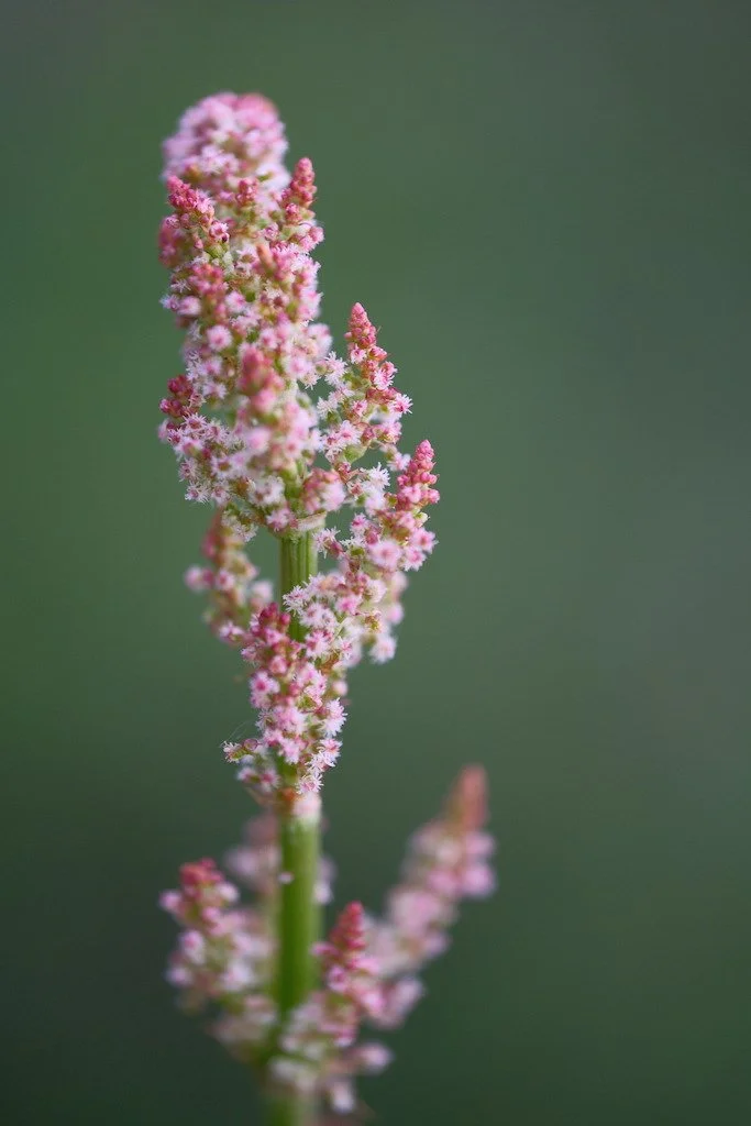 DSCF3445.JPG