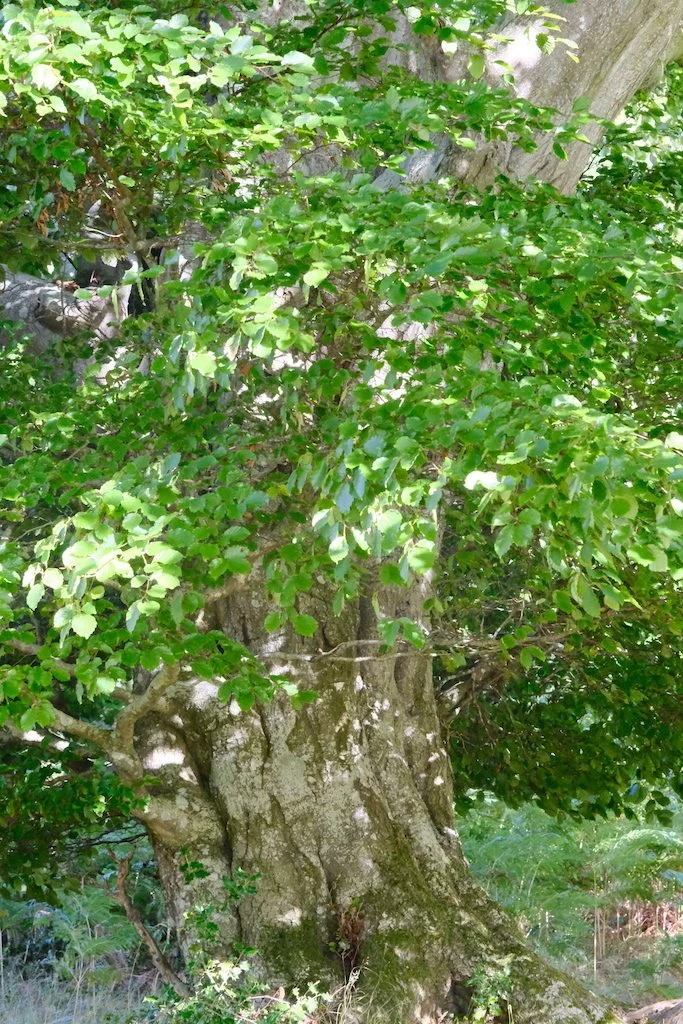 meet a tree in Holystone woods Coquetdale Northumberland