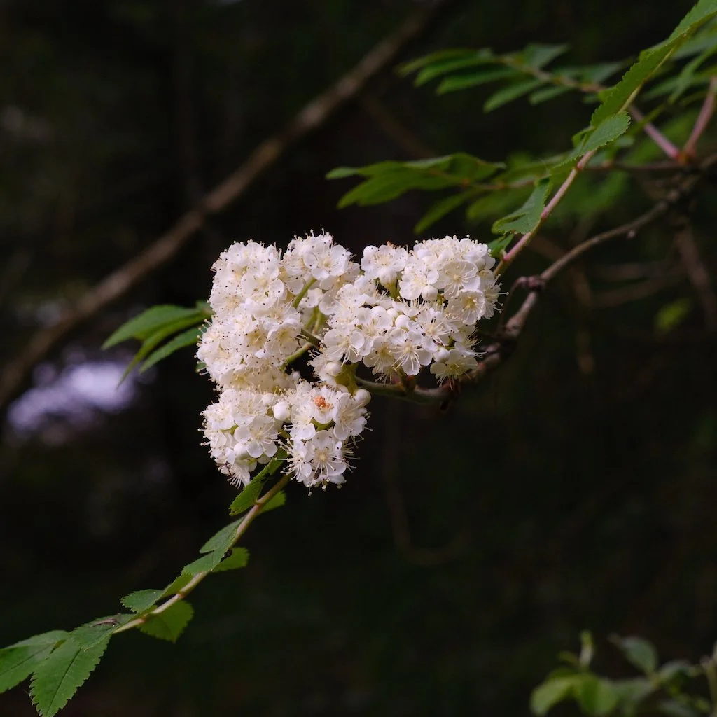 DSCF3740.JPG