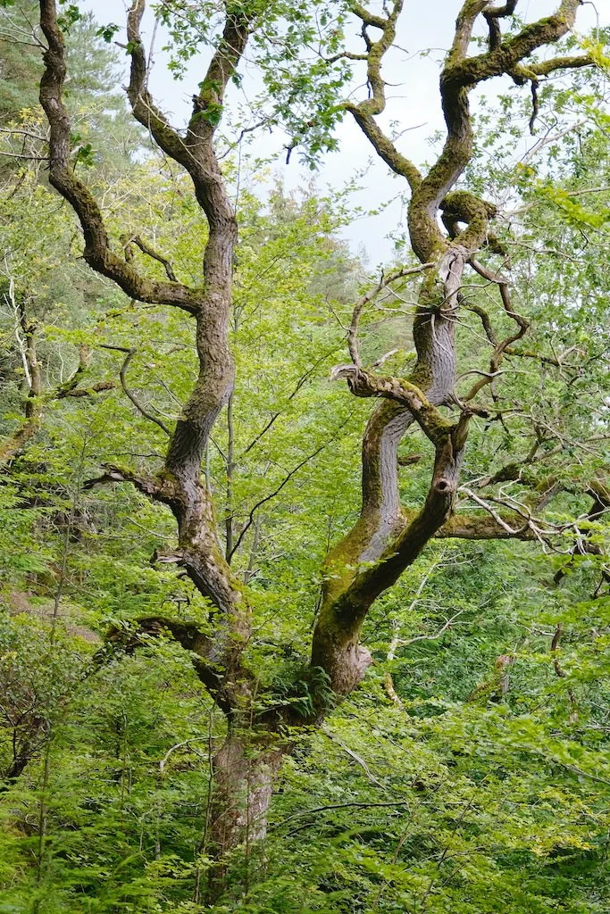 meet a tree in Holystone woods Coquetdale Northumberland