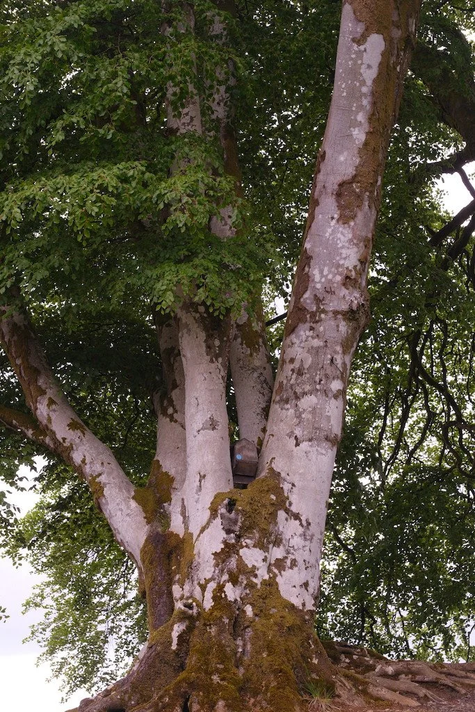 large tree with 5 trunks of bleached bark , moss and covered in spring leaves