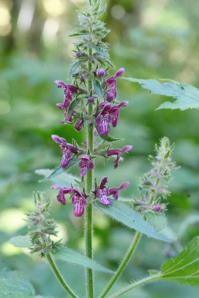 DSCF3985.JPG