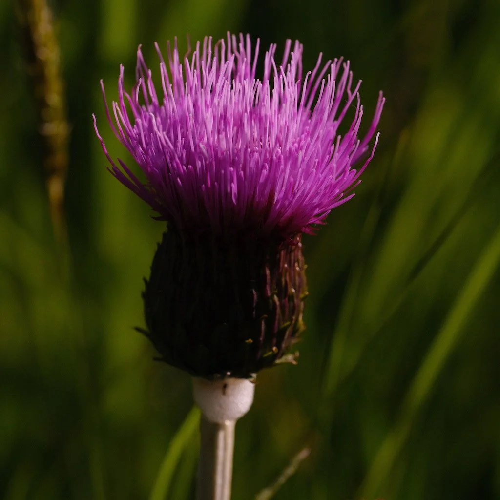 DSCF3706.JPG