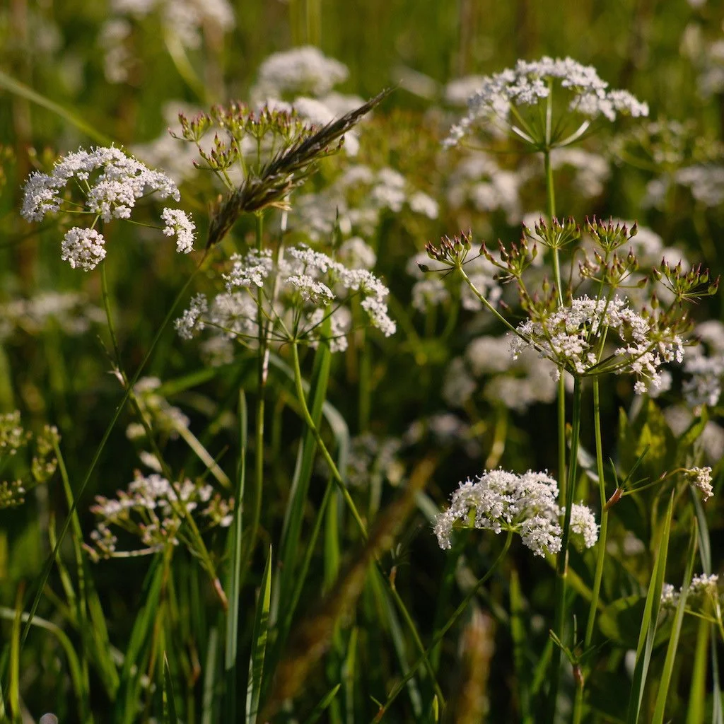 DSCF3713.JPG