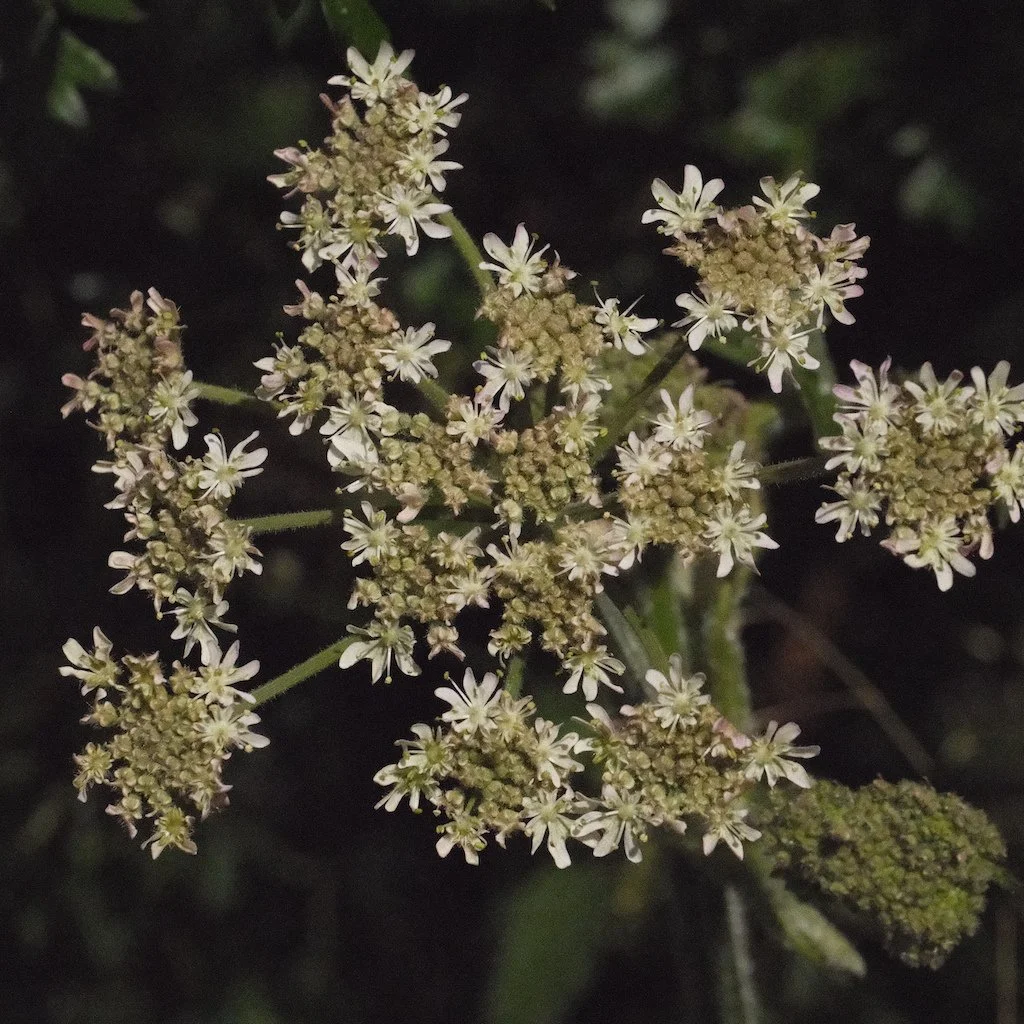 DSCF3993.JPG