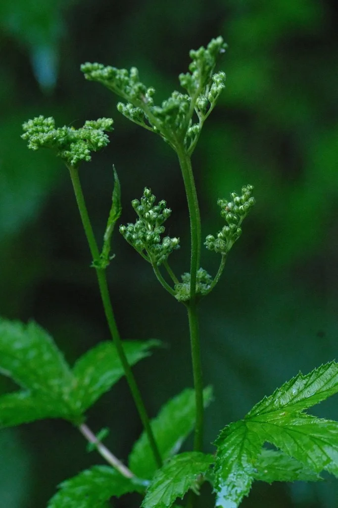 DSCF3961.JPG