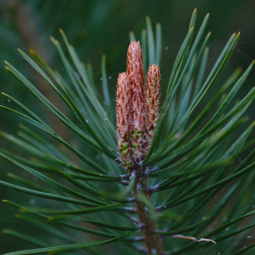 DSCF0265.JPG