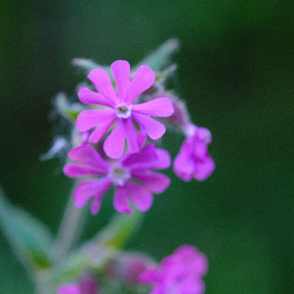 DSCF0513.JPG