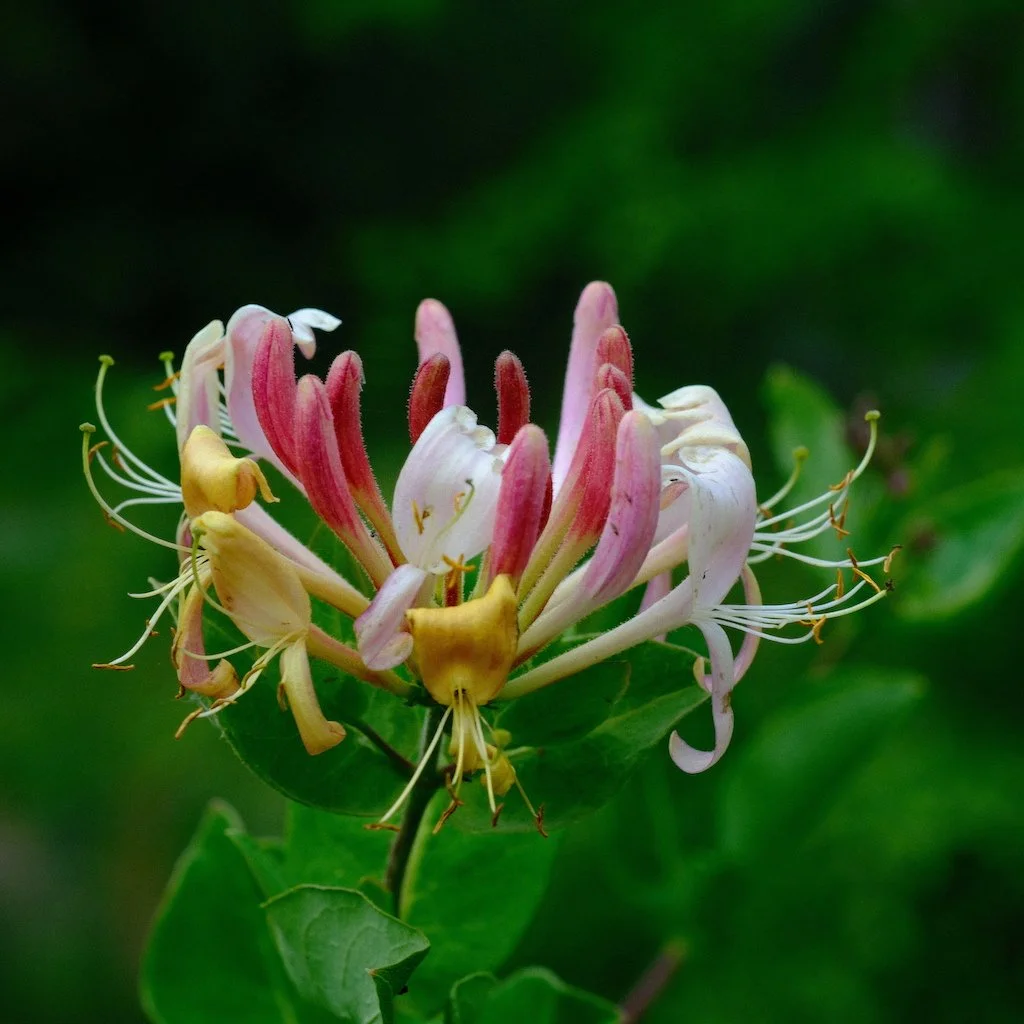 DSCF0640.JPG
