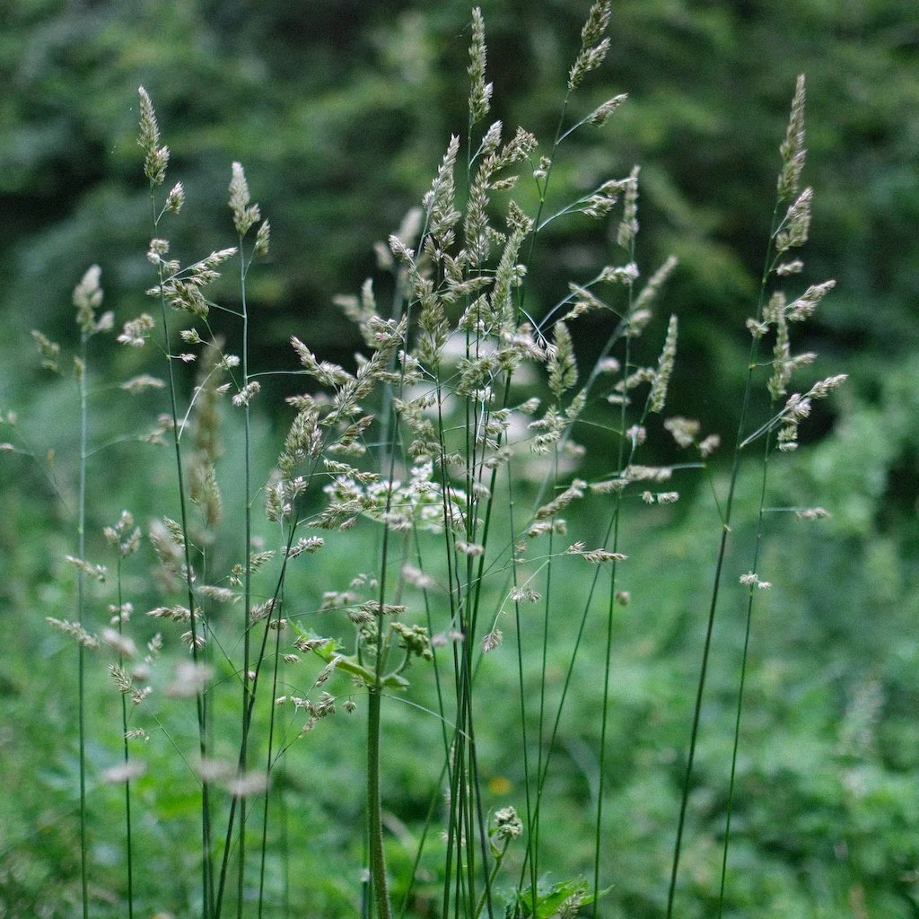 DSCF0443.JPG