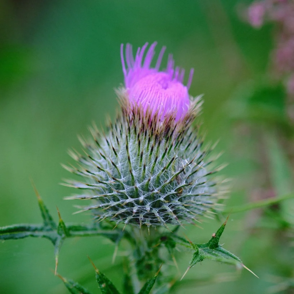 DSCF0738.JPG