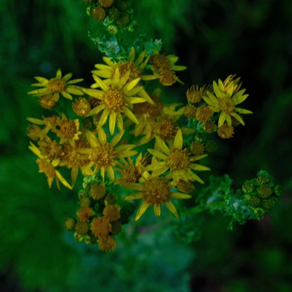 DSCF0810.JPG