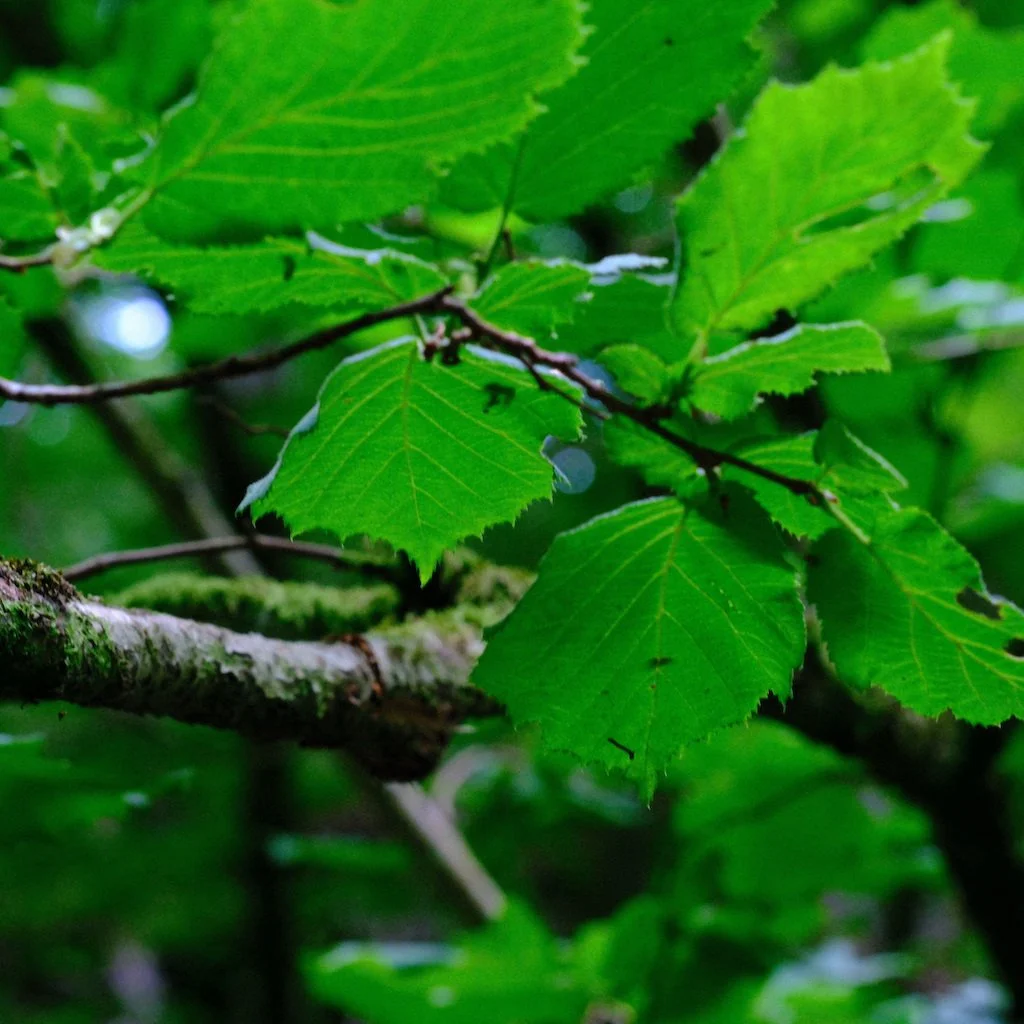DSCF0773.JPG