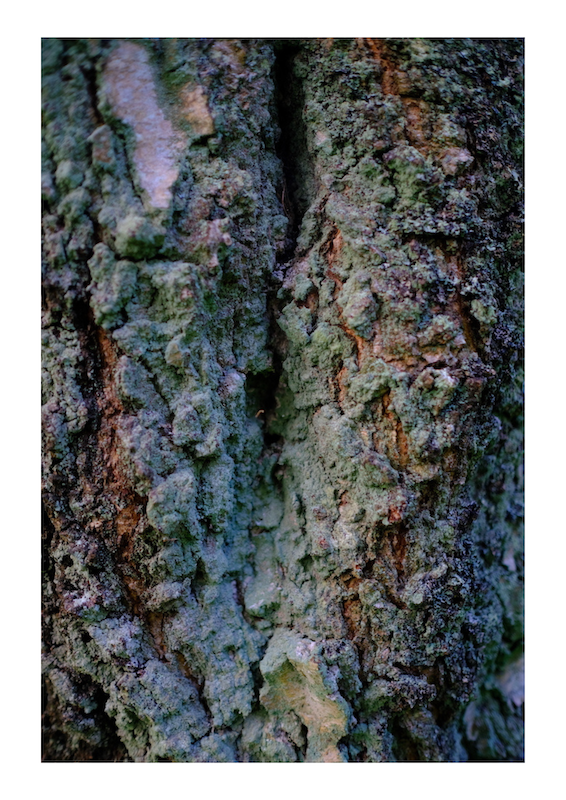 treebarkart1.png