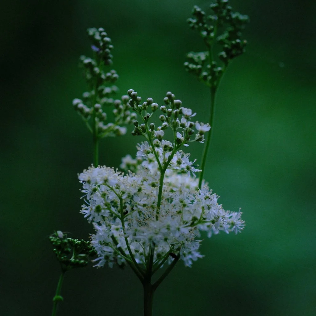 DSCF0757.JPG