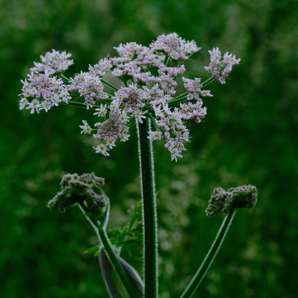 DSCF0747.JPG