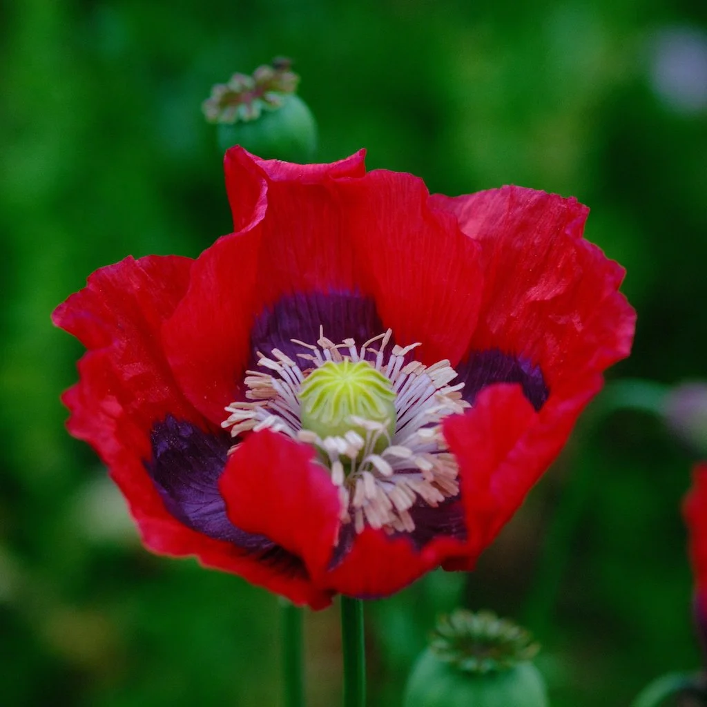 DSCF0734.JPG