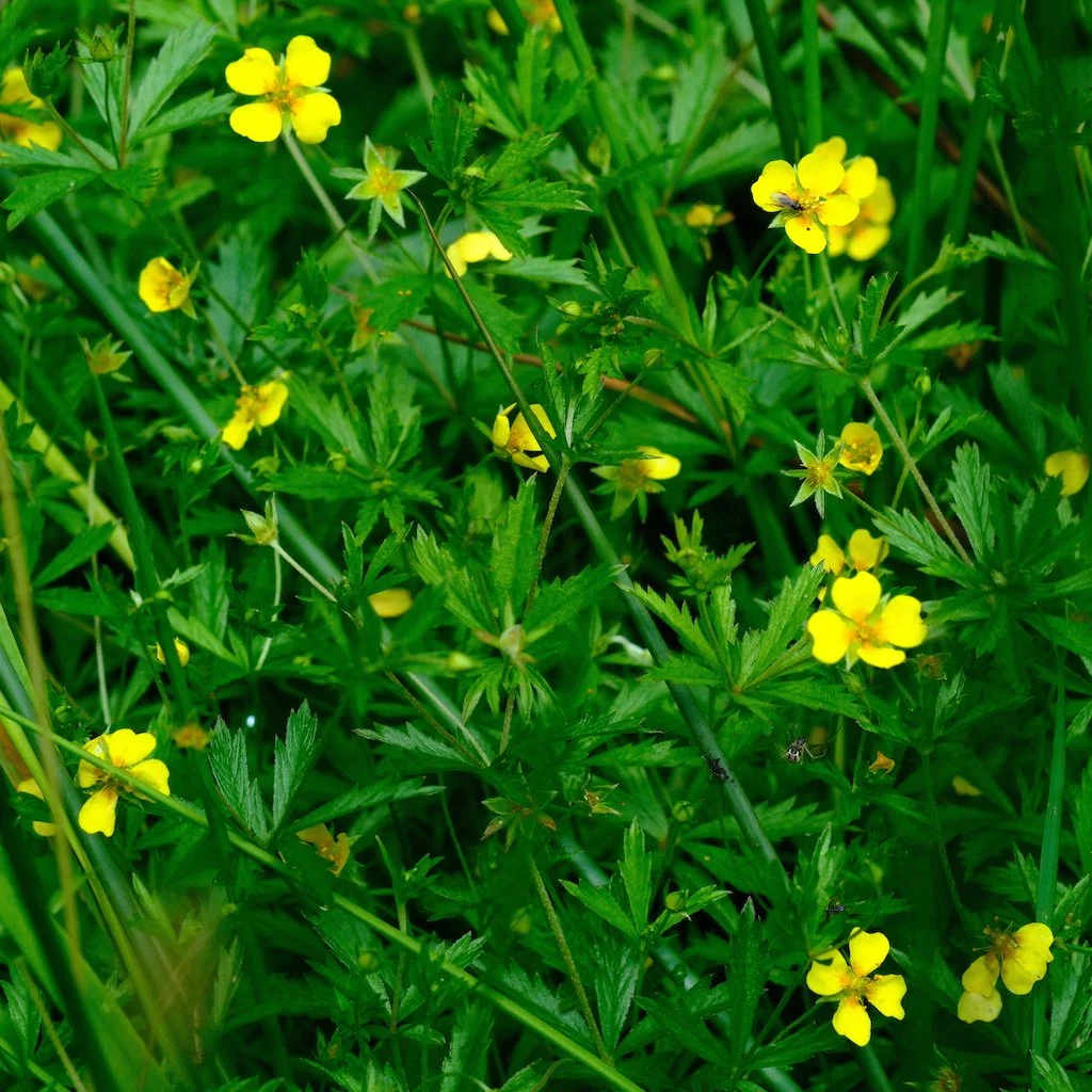 DSCF0883.JPG