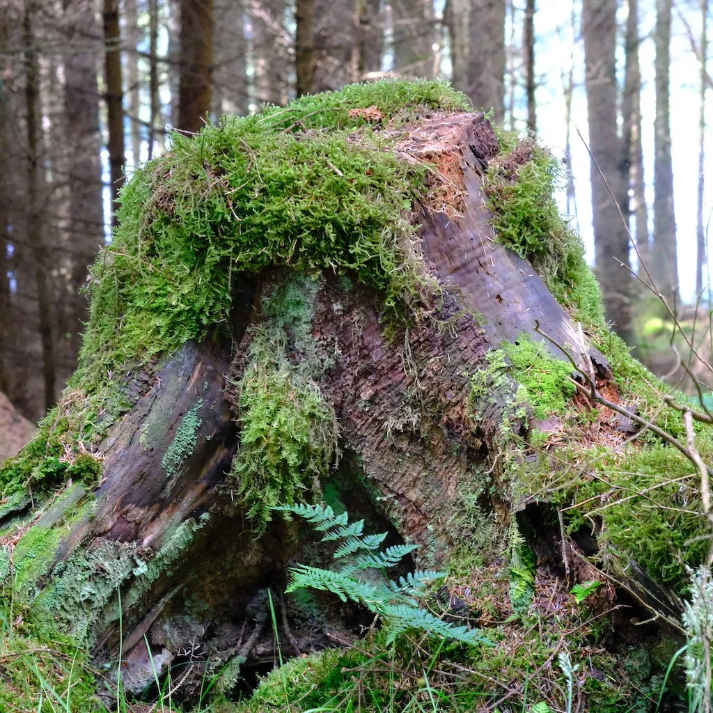 DSCF0857.JPG