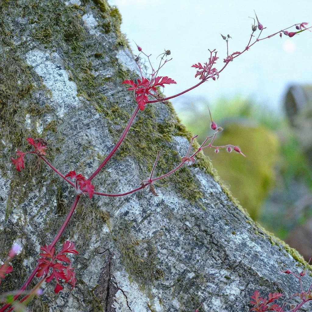 DSCF0897.JPG
