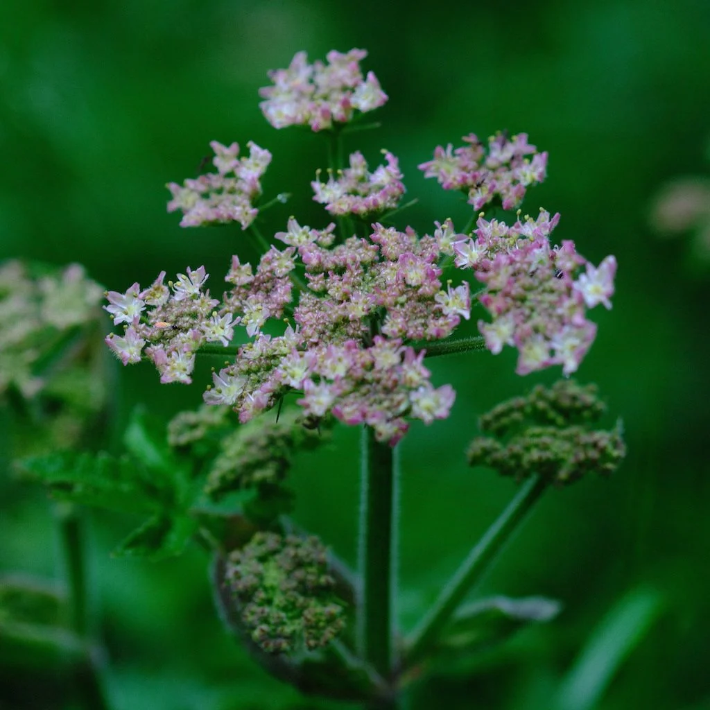 DSCF0731.JPG