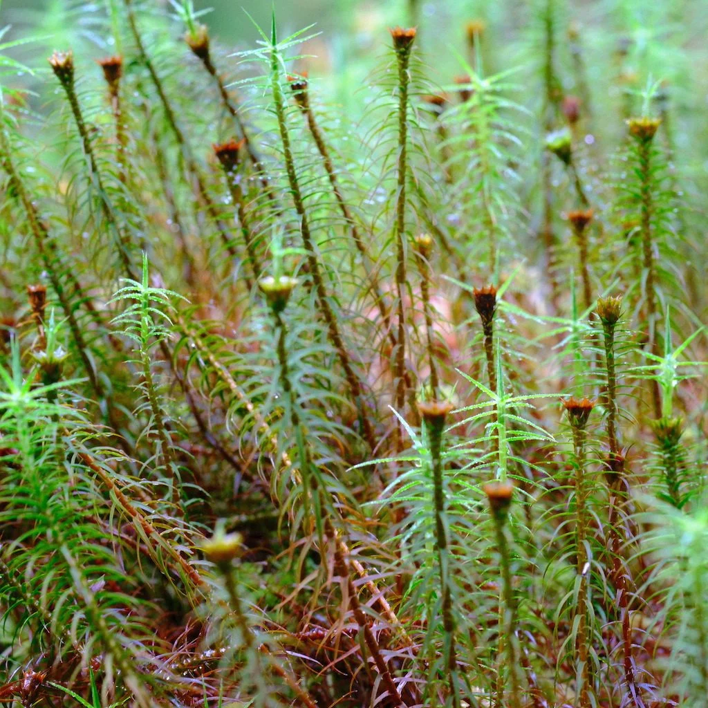 DSCF0711.JPG