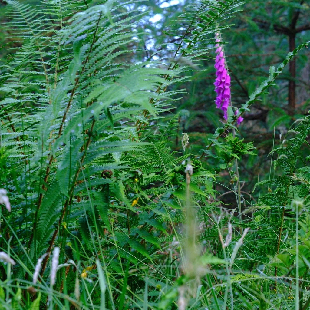 DSCF0700.JPG